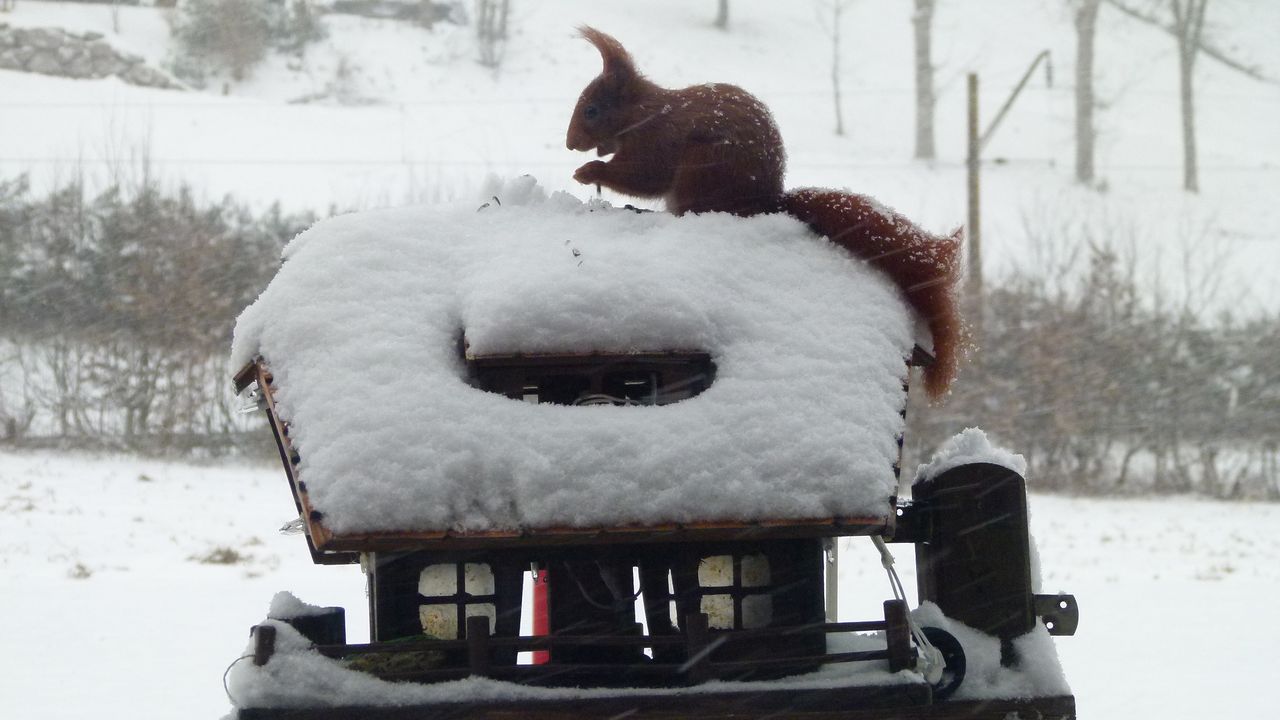 Winterstammgast Winterstammgast
